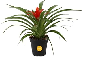 Costa Farms Bromeliad Live Plant, Live Indoor Flowering Plant, Houseplant Potted in Eco-Friendly Washable Paper Planter with Potting Soil Mix, Tabletop Room Decor, Grower's Choice, 12-Inches Tall