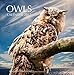 Owls Calendar 2017: 16 Month Calendar