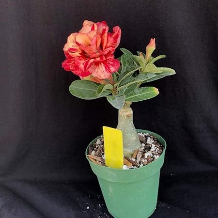 Creative Farmer Bonsai Live Plant - Adenium Cv Magician, Desert Rose