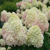 RedCrocus - RedCrocus Limelight Prime' Panicle Hydrangea- Vibrant Blooms, Pollinator-Friendly, Container &amp; Garden Plant 3 Gallon