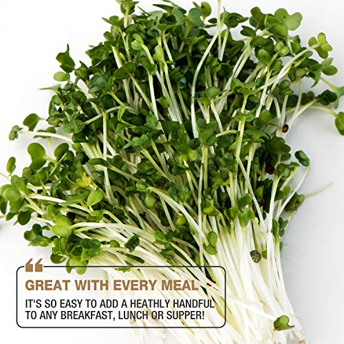 Mumm's Sprouting Seeds - Classic Big Broccoli Sprouts - 200 GR - Sprout Your Own Organic Microgreens - Easy Sprouter Kit