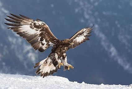 Amazoncom Golden Eagle Flight Art Print Canvas Poster