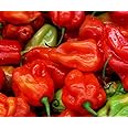 Aji Dulce Red Sweet Venezuelan National Pepper Premium Seeds for Planting Packet + More