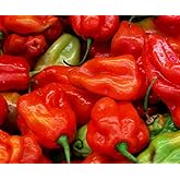 Aji Dulce Red Sweet Venezuelan National Pepper Premium Seeds for Planting Packet + More