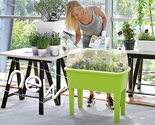 Comprar rg-vertrieb - Macetero para plantas, semillero, 3 colores