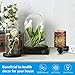 AMIR Salt Lamp, Natural Himalayan Salt Rock Lamp, 2 Pack Salt Crystal Night Lights with Modern Design Metal Lampshade, UL Approved Wall Plug, for Decoration, Lighting, Air Purifying, 4 Bulbs Included
