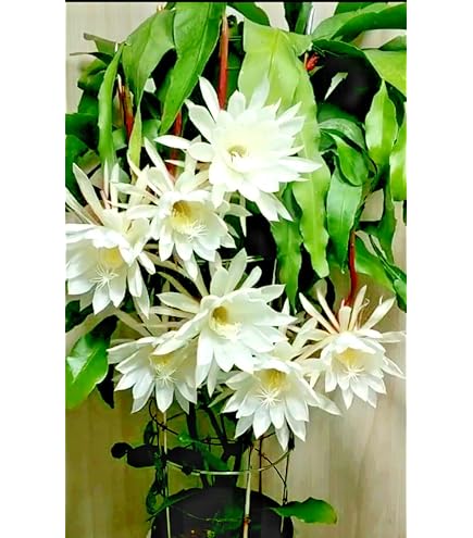 Enchanted by the Flower's vol.4 新品・未開封 c06.jpg
