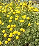 Graines De Santoline (Coton Lavande) - 30 Graines - Plante Vivace Aromatique Et Décorative