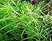 Mainam Pogostemon Octopus Potted Beginner Freshwater Live Aquarium Aquatic Plants Decorations for Fish Tank Aquascape