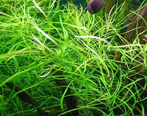 Pogostemon Octopus Potted Live Beginner Aquarium Decorations Aquatic Plants Exotic Freshwater For Fish Tank Aquascape by Mainam - Thumbnail 3