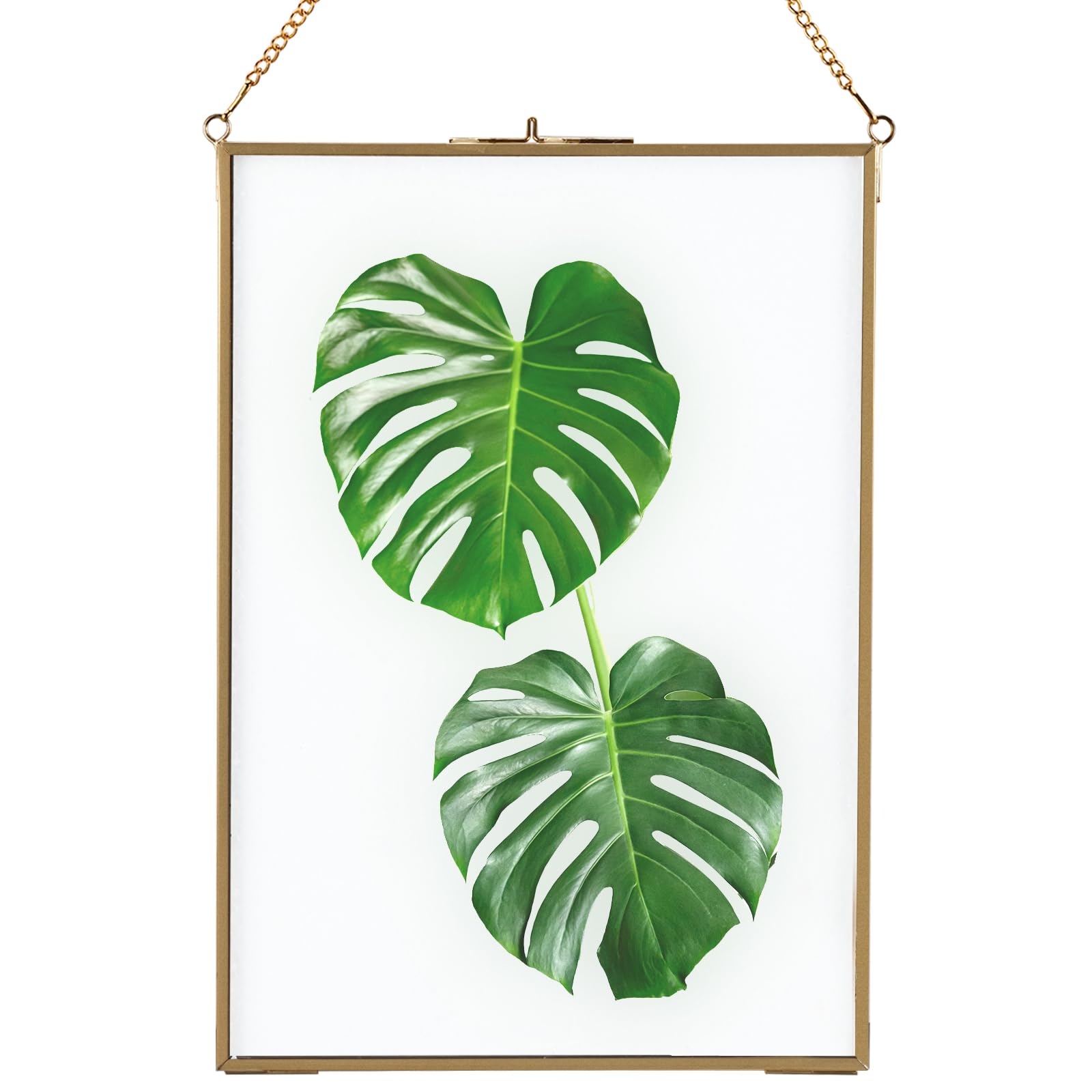 Homtone Hanging Glass Frame for Photo and Pressed Flower (21x30 cm)