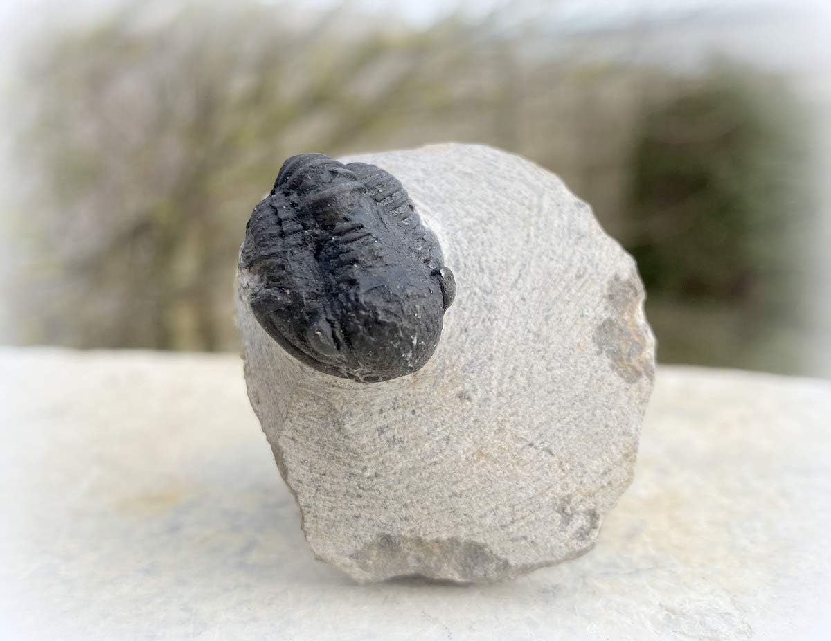 Gerastos Trilobite Fossil - Morocco - FSA017 ✔️100% Genuine