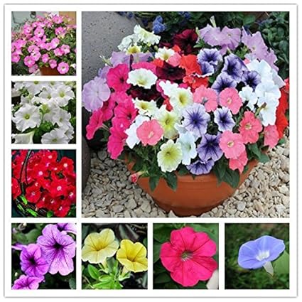 Download Amazon Com Mix Petunia Hanging Petunia Seeds Original Package For Android Get Wallpaper Amazon Com Mix Petunia Hanging Petunia Seeds Original Package For Free