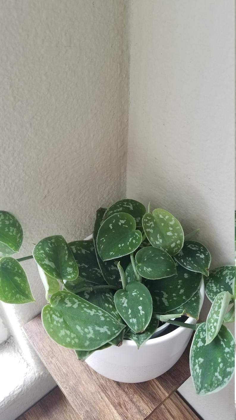1 Scindapsus Pictus Argyraeus 'Silver Satin Pothos' Plant #TMB46