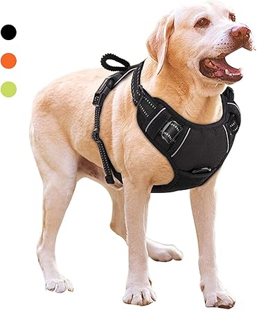 dog collars for walking training
