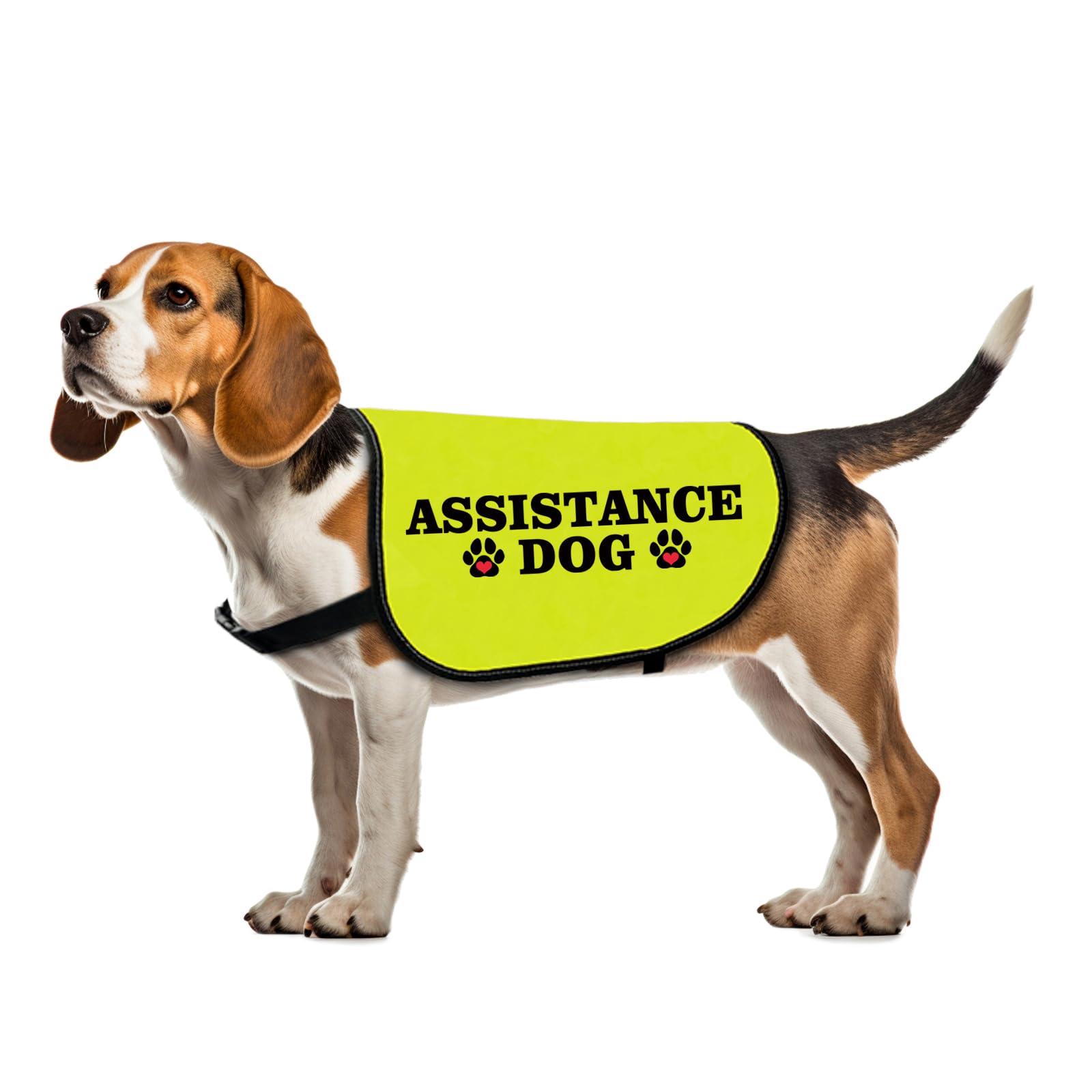 Funny Assistance Dog Jacket - Slogan Vest for Working Dogs - Social Distancing Gift (Medium)
