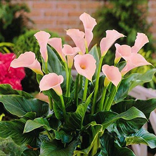 Qenci Flower Seeds, 100pcs Calla Lily Seeds Rare Flower Seeds Bonsai Potted Plant Perennial Flowers