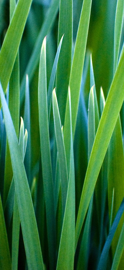 PeelitStickit, Beautiful Nature Wall Murals, ID-1281, vinyl