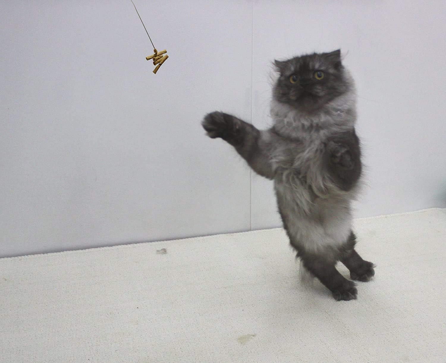 Cat Dancer 101 Cat Dancer Interactive Cat Toy : Catnip Toys : Pet Supplies