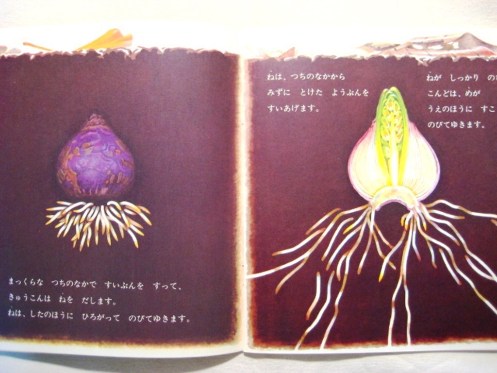 ひやしんす かがくのとも傑作集 6 平山 和子 本 通販 Amazon