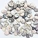 PEPPERLONELY Natural Sea Shells Nerite Snail Shells Mixed, 1/2 Inch to 1 Inch, 8 oz, Apprx 80+ Shells