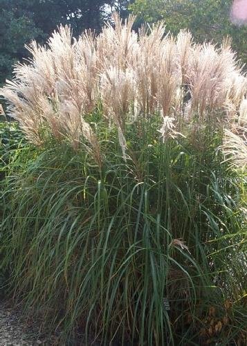 Tropica Chinese Silver Grass Miscanthus Chinensis 200 Seeds