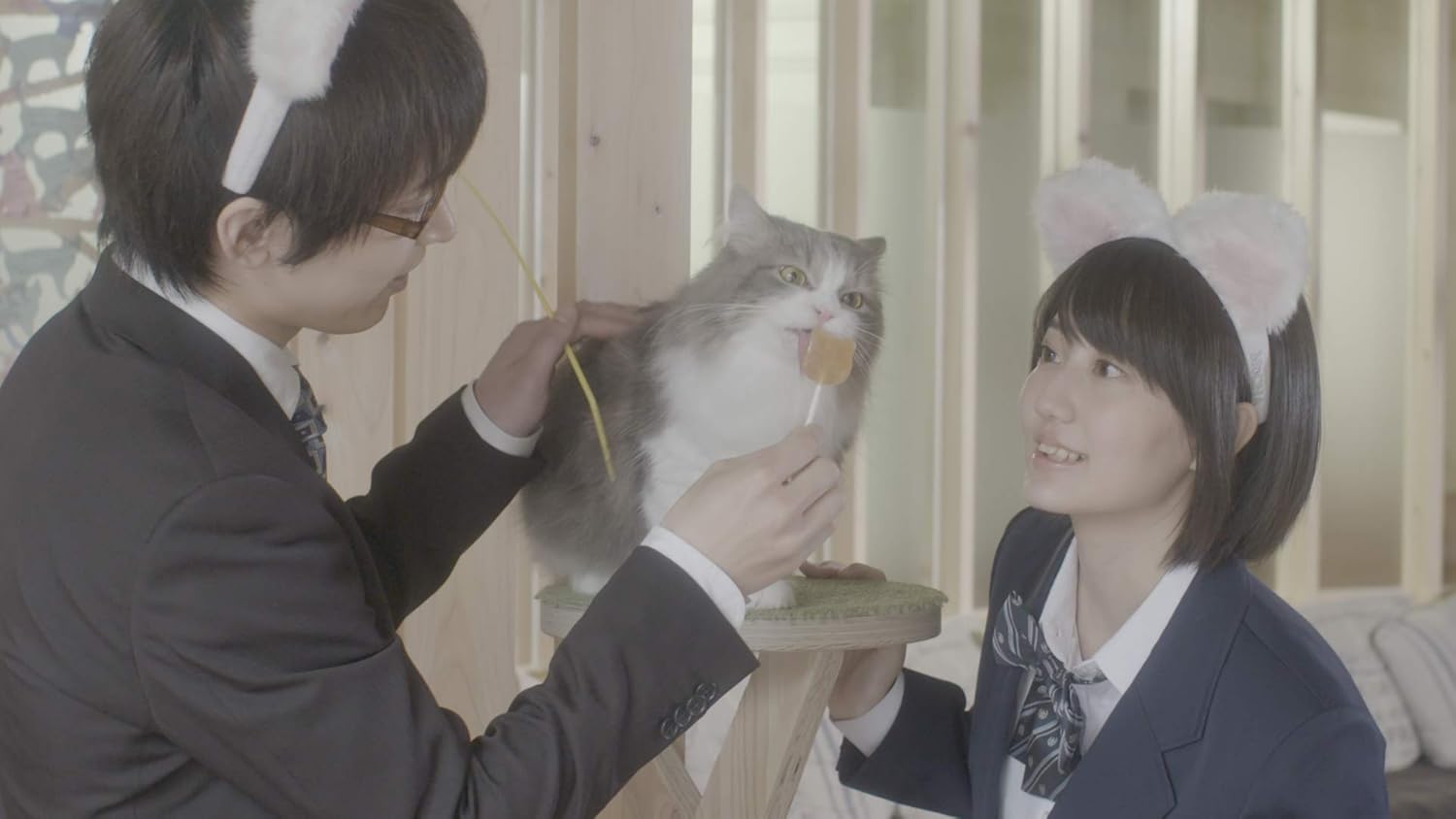 Amazon 猫カフェ Dvd 映画