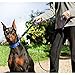 Heavy Duty Dog Leash - 2 Handles - Padded Traffic Handle For Extra Control, 7ft Long - Perfect Leashes For Medium to Large Dogs