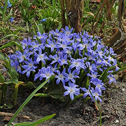 20 x Chionodoxa luciliae Bulbs (Glory of The Snow) Free UK Postage
