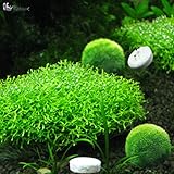 Rhinox Easy CO2 Tablets – Make Your Aquarium Plants Beautiful & Healthy - Economical, Toxin-Free, Savvy Carbon Dioxide Supplement for Fish and Planted Tanks - 36 Pills per pack