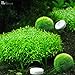 Rhinox Easy CO2 Tablets - Make Your Aquarium Plants Beautiful & Healthy - Economical, Toxin-Free, Savvy Carbon Dioxide Supplement for Fish and Planted Tanks - 36 Pills per Pack