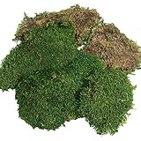 BirchForest Green Sheet Moss Dried, Preserved Sheet Moss, Fresh Green (Pack of 6oz)