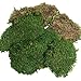 BirchForest Green Sheet Moss Dried, Preserved Sheet Moss, Fresh Green (Pack of 6oz)