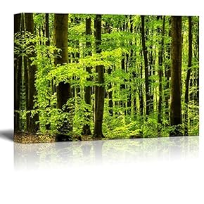 Canvas Prints Wall Art - Beautiful Beech Forest.Scenery of Trees/Woods | Modern Wall Decor/Home Art Stretched Gallery Canvas Wraps Giclee Print & Ready to Hang - 12" x 18"