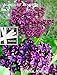Dark Knight Lilac & Agincourt Beauty Lilac Tree Seeds 20 Seeds Upc 646263362860 + 2 Plant Markers