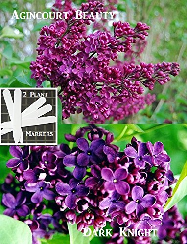 Dark Knight Lilac & Agincourt Beauty Lilac Tree Seeds 20 Seeds Upc 646263362860 + 2 Plant Markers