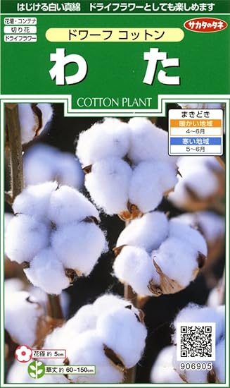 Amazon サカタのタネ 実咲花6905 わた ドワーフ コットン 花