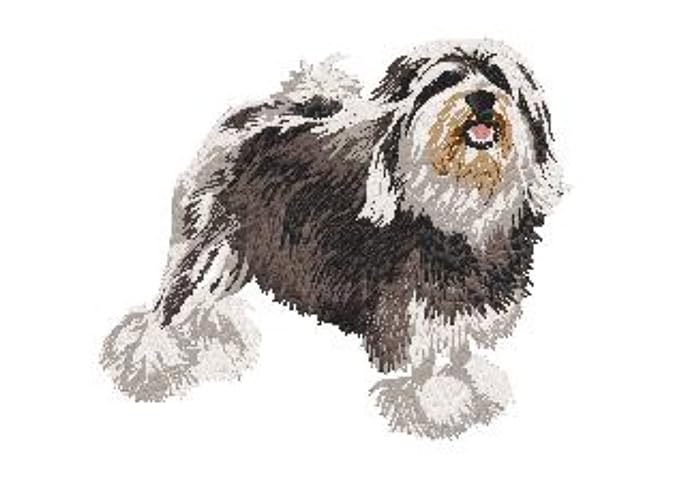 Amazoncom Lowchen Petit Chien Lion Little Lion Dog