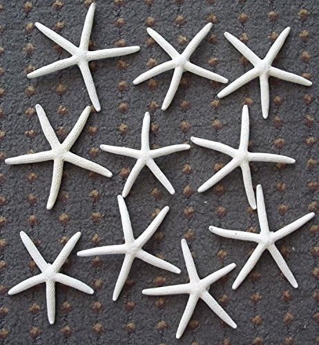 Wish you have a nice day Natural Finger Starfish, 2 to 3 Inch - 20 Pack (20pcs)
