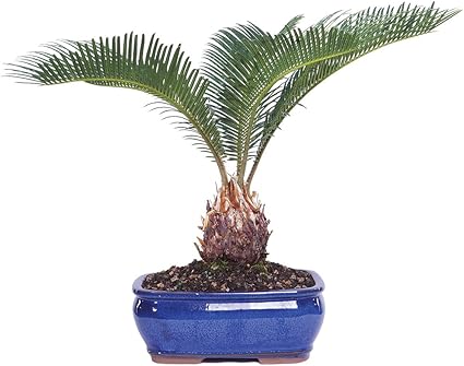 Live Sego Palm Indoor Bonsai Tree 