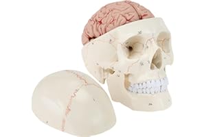 RONTEN Human Skull Model with Brain, Life Size Replica Medical Anatomy Adult Skull Model with Detachable Skull and Articulating Mandible and Brain Dividable into 8 Parts