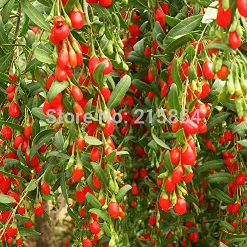 3 Packs of Barbary Wolfberry Fruit Seed / 1 Pack 50 Seeds Lycium Medlar Fructus Lycll Herbal Hot E006
