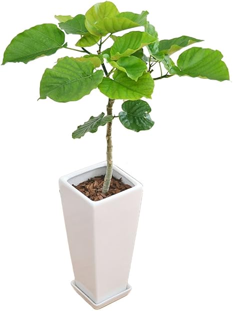 Amazon フィカス ウンベラータ ゴム ロングスクエア陶器鉢植え 7号 観葉植物 オンライン通販