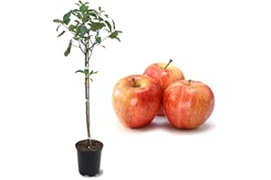 American Plant Exchange Live Gala Apple Tree with Fruits, Fruit-Bearing Plant Pot for Harvest and Home and Garden Decor, 2-3' Tall, 1-Gallon Pot