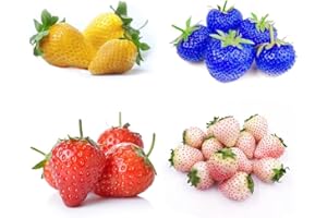 DICHMAG 800+ Mixed Strawberry Seeds to Plant - Red Yellow Blue White Mixed in a Pack Climbing Strawberry - Heirloom Everbearing Fruit