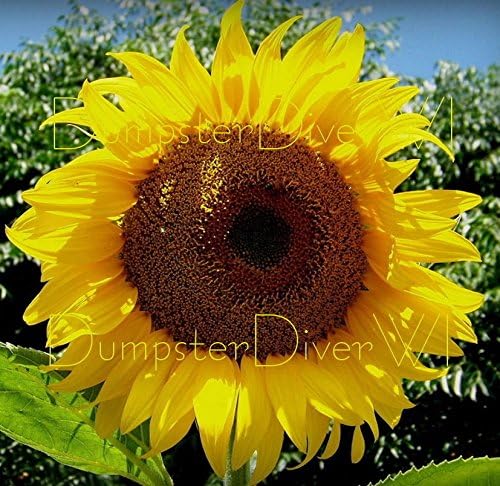 30 SEEDS- Mammoth Russian heirloomTall HUGE SUNFLOWER 12 FT Organic NON-GMO