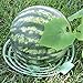 Growerology Melon, Squash and Pumpkin Cradles - Raises Produce Off of Soil (Set of 6 Supports)