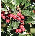 Thornless Hawthorn Tree Seeds for Planting (30 Seeds) - Crataegus Crus-Galli