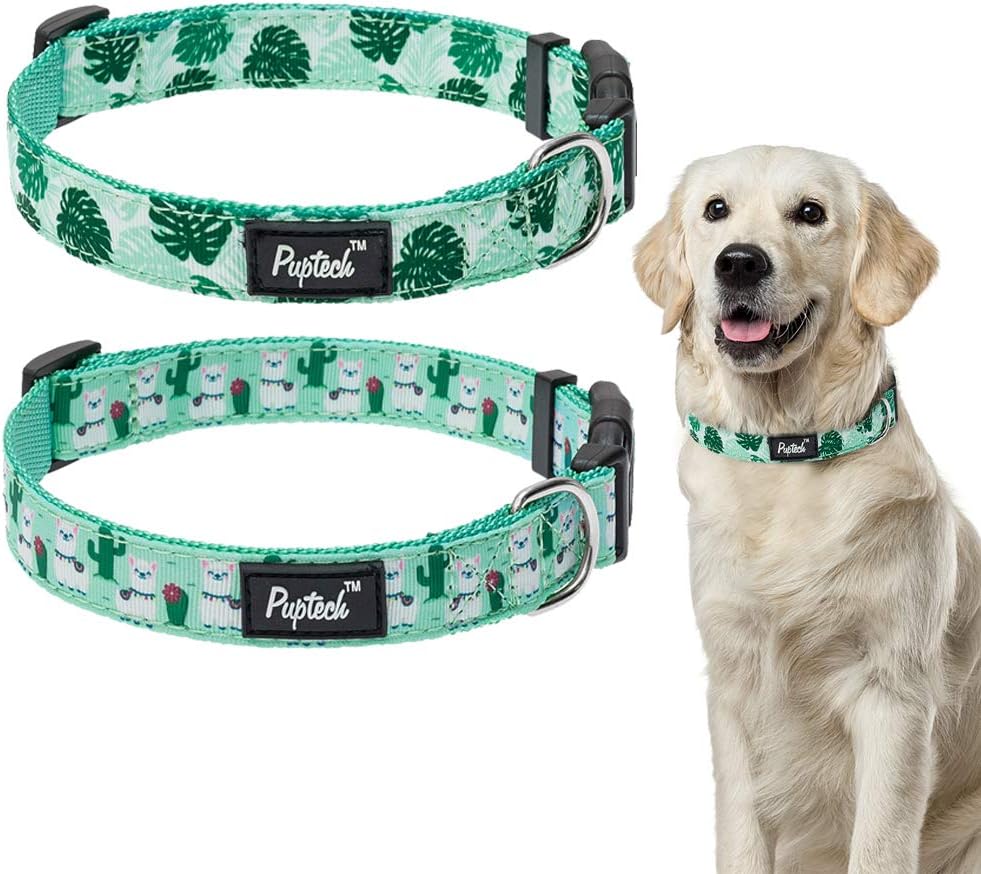 succulent dog collar