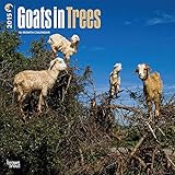 Goats in Trees 2015 Wall Calendar
